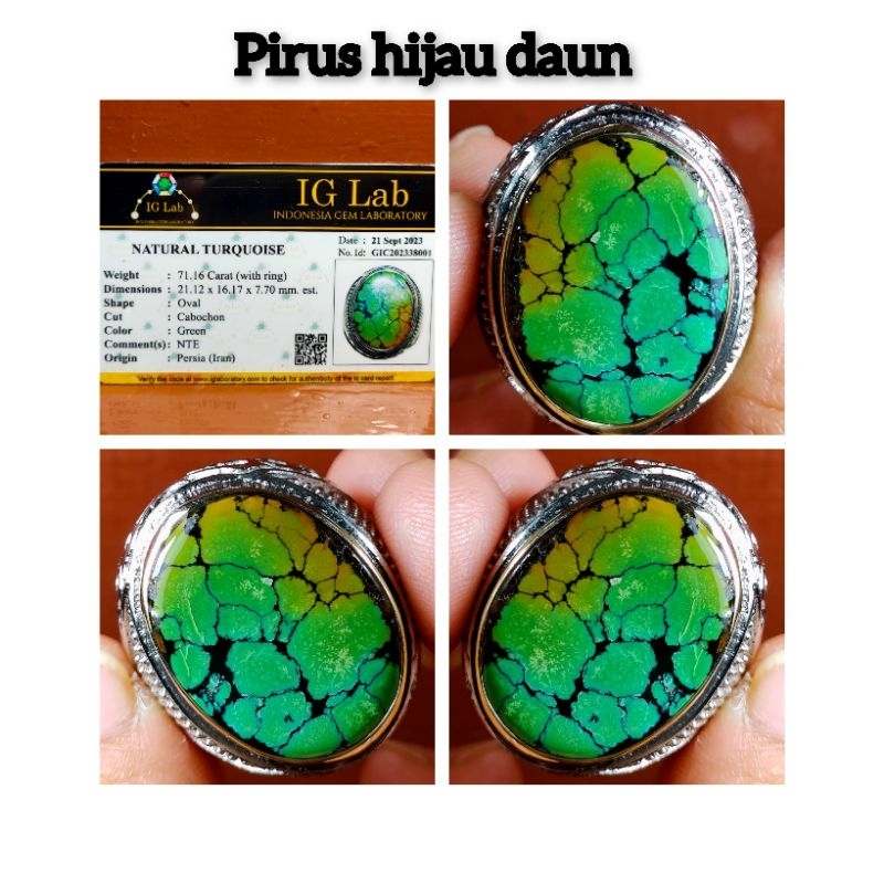PIRUS PERSIA HIJAU DAUN MULTICOLOUR