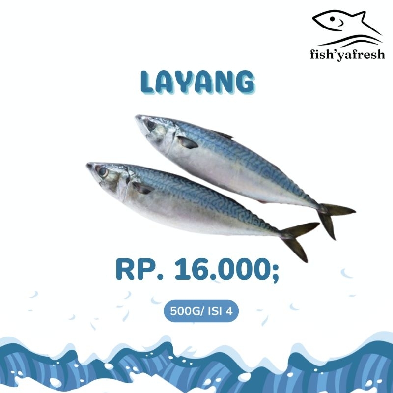 

IKAN KEMBUNG LAYANG FRESH
