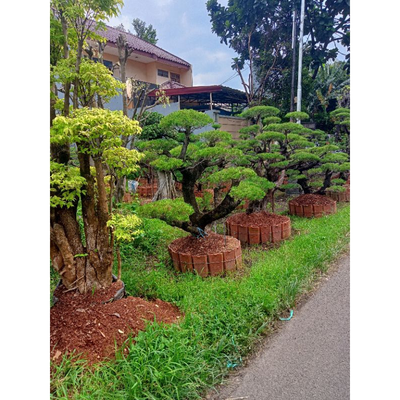 Bonsai Cemara udang, Bonsai anting putri, Bonsai beringin