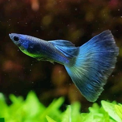 ikan guppy blue