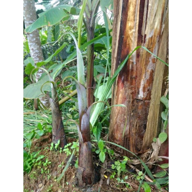 bibit pisang raja bulu unggul benih