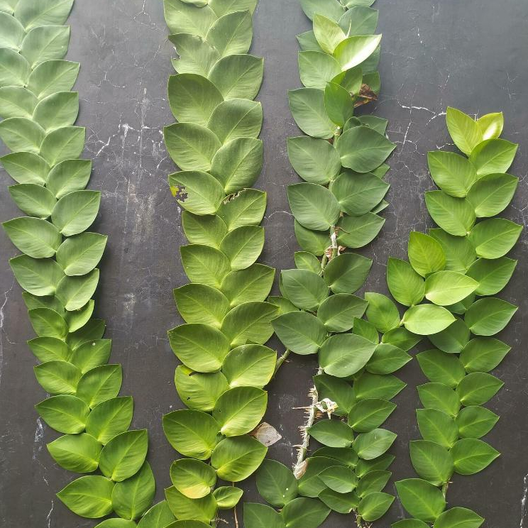 Tanaman Hias Climbing Dollar