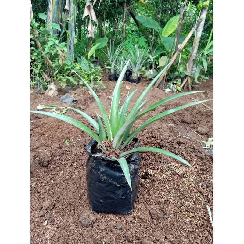 bibit nanas madu daun tanpa duri