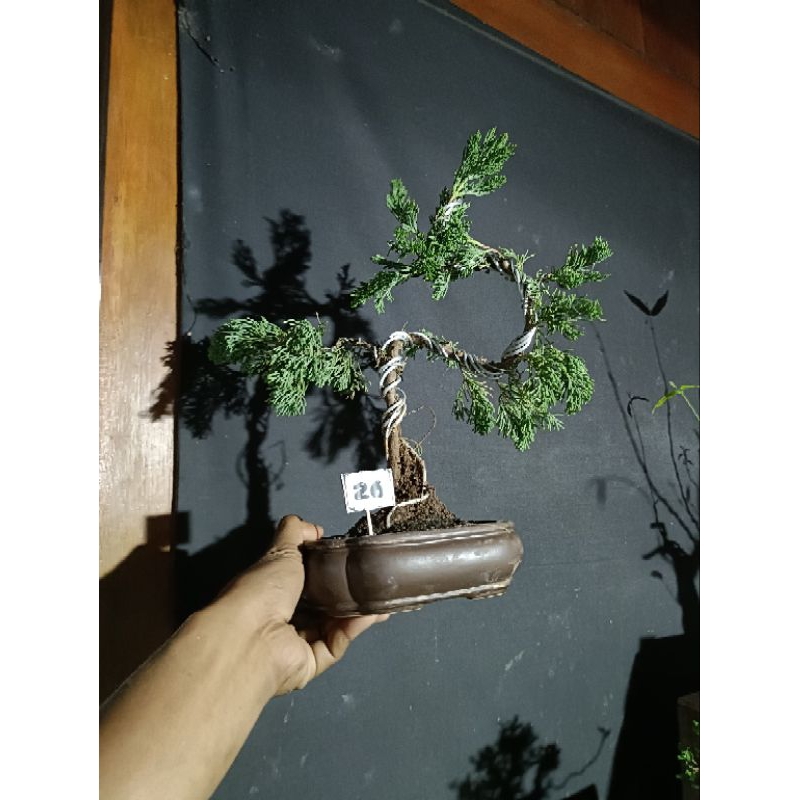 bonsai Cemara sinensi mame