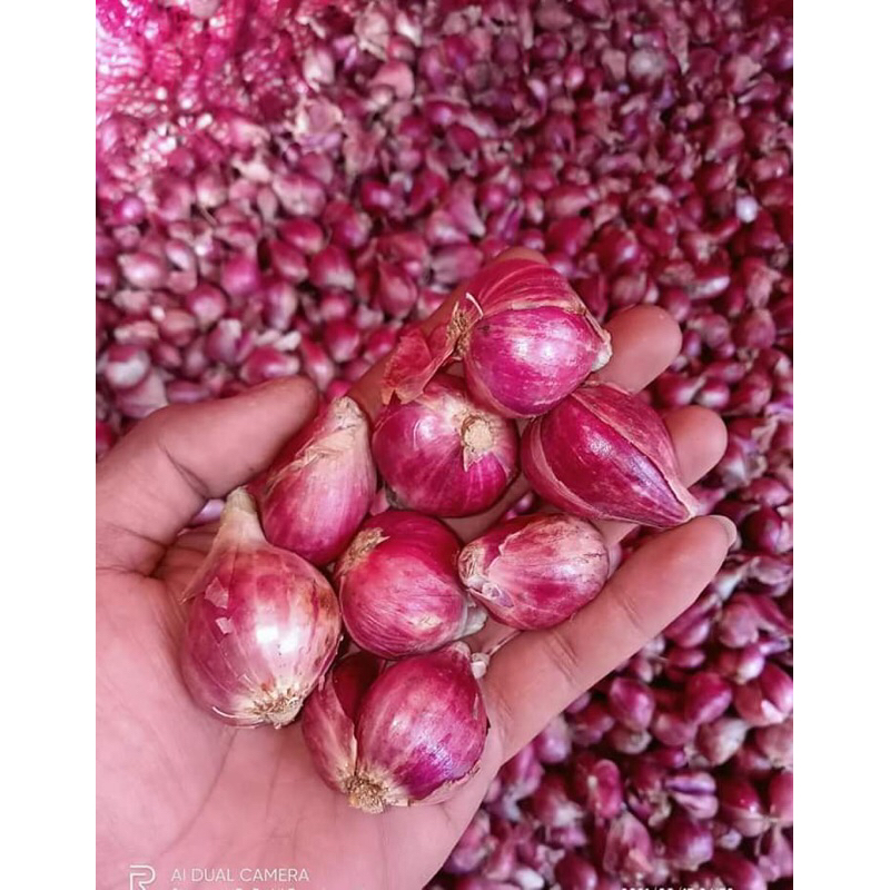 

Bawang Merah Brebes Premium