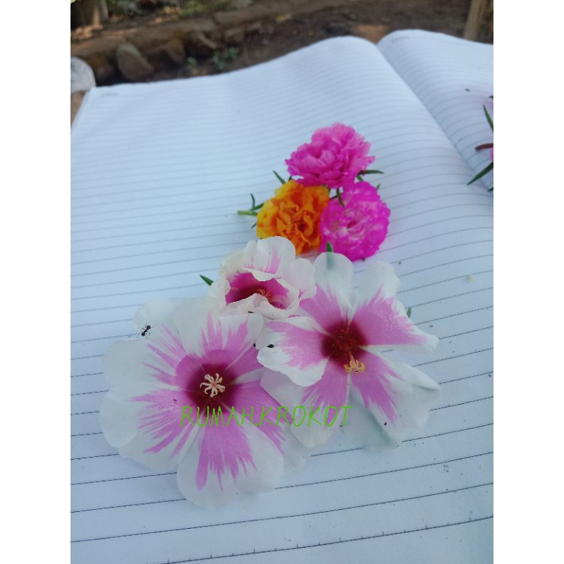 BUNGA KROKOT GIANT STRIPE GIANT GRANDIFLORA KELOPAK JUMBO