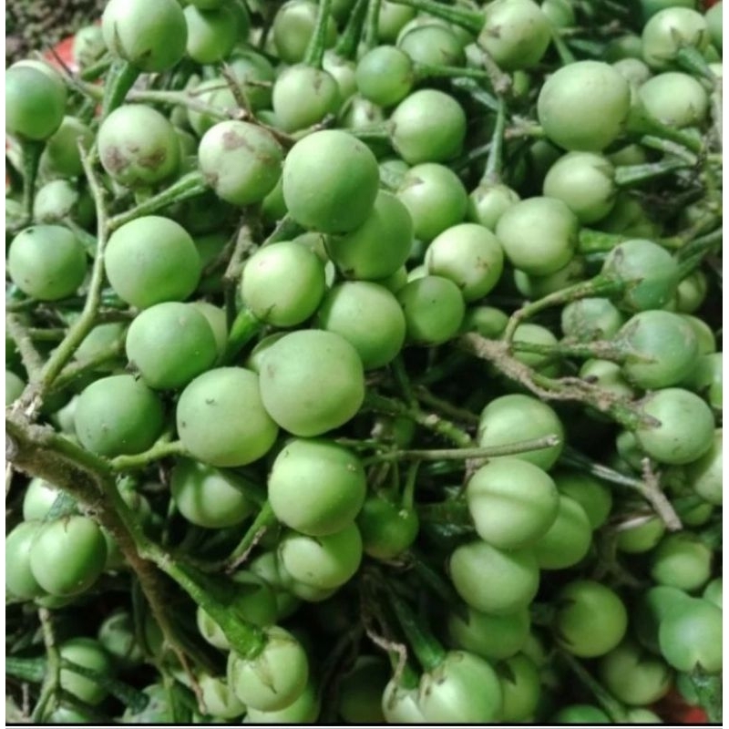

1-Kg | Buah cepokak | Takokak segar fresh | Cepokak Seger