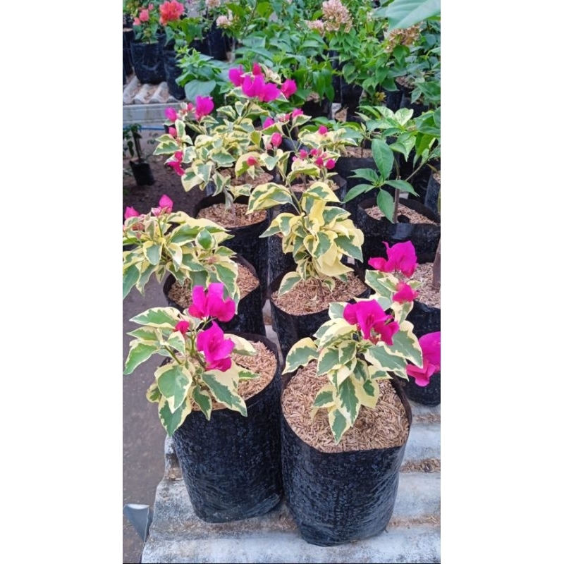 BUNGA BOUGENVILLE jenis Delima Merah #bougenville