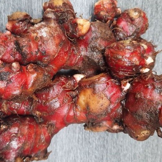 

KODE CZR543 jahe merah medan 1kg super segar fresh