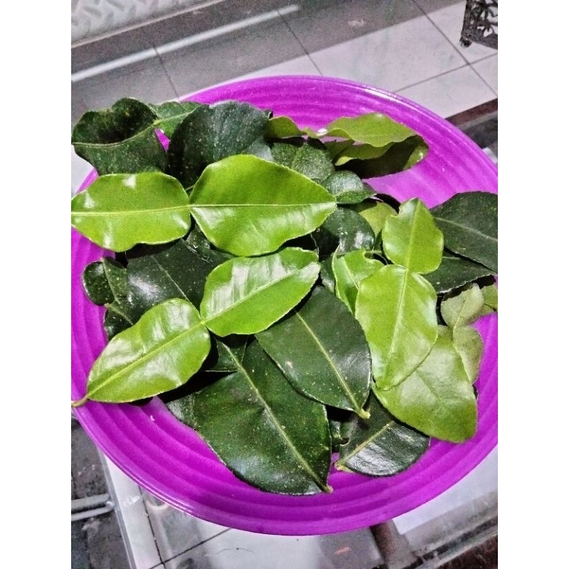 

Daun jeruk bumbu / daun jeruk purut segar 100 gram