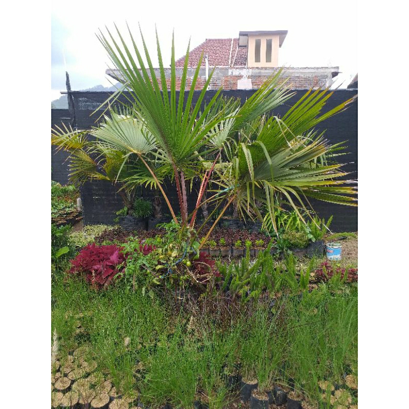 tanaman hias palem anggur tinggi 1 meter sampai 1,5 meter