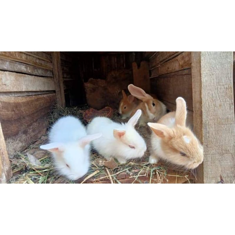 kelinci anggora lokal (satu pasang ) murah ongkir