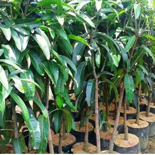 Pohon Mangga Irwin 1 meter