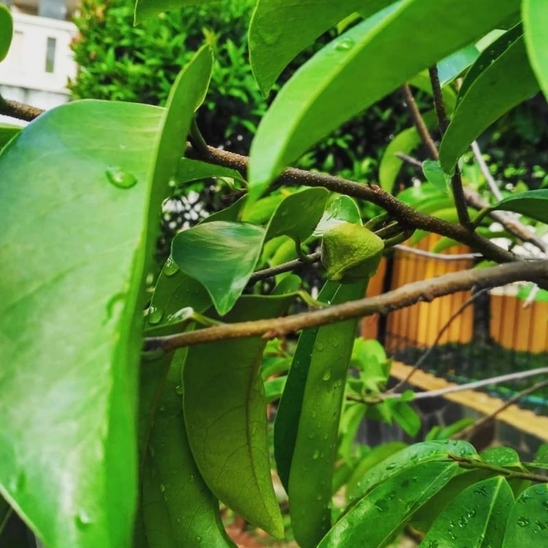 

Daun Sirsak Perpack ntuk Kesehatan