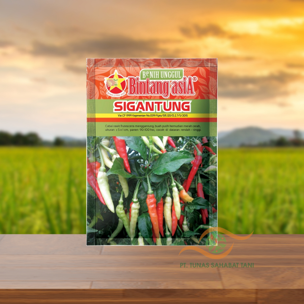 Benih Cabe / Cabai Rawit Sigantung - Cabe / Cabai Rawit - Benih Termurah - Bintang Asia - Benih Citr