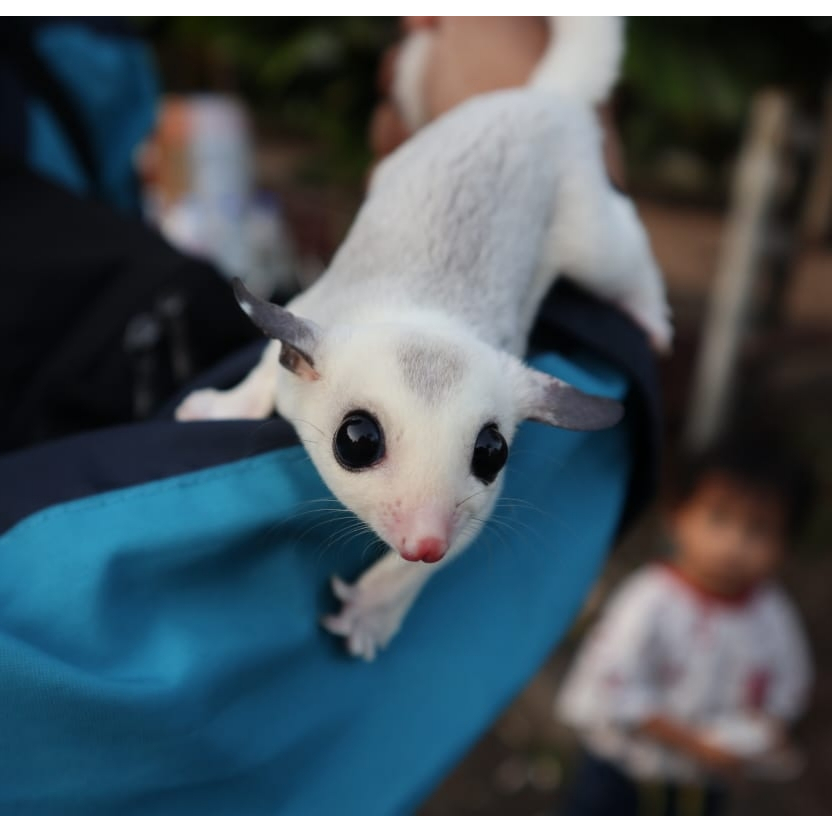 sugar glider joey platinum