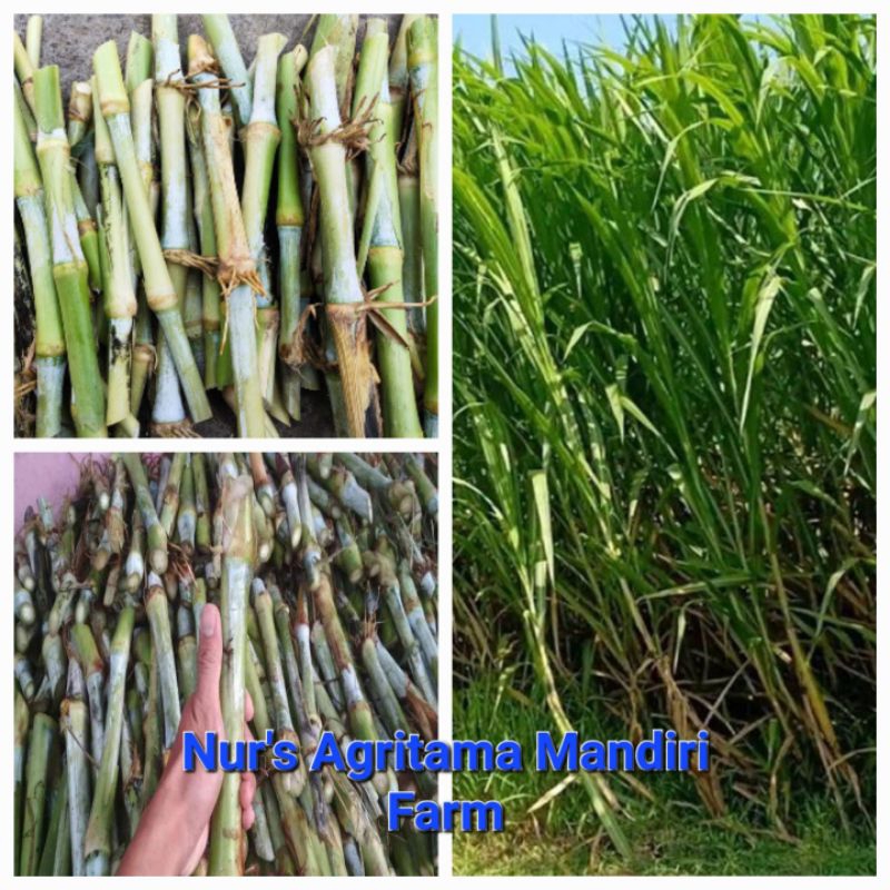 Bibit Stek Rumput Super Pakchong Thailand