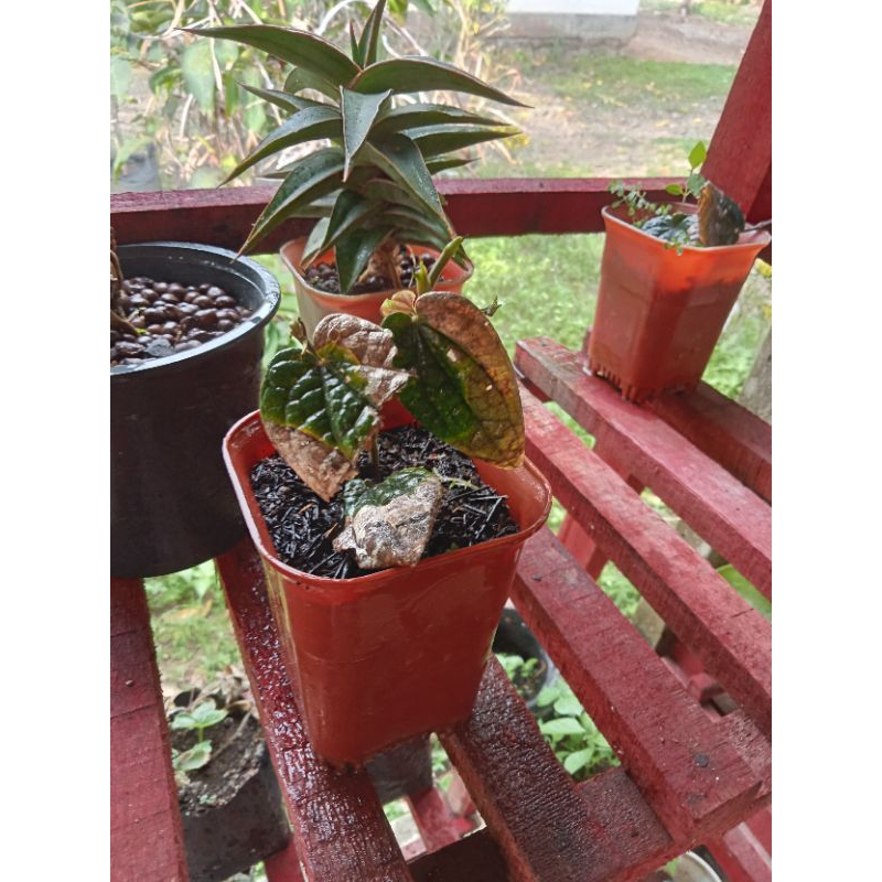 BIBIT SIRIH HITAM ORIGINAL PAPUA