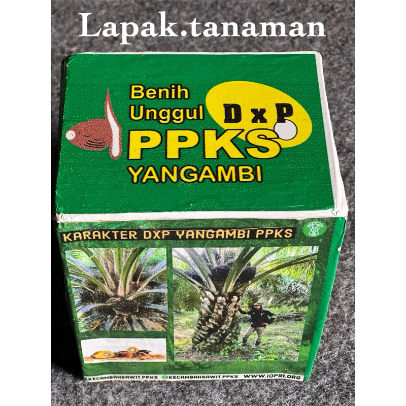 BIBIT SAWIT YANGAMBI 250 BUTIR (bersertifikat)