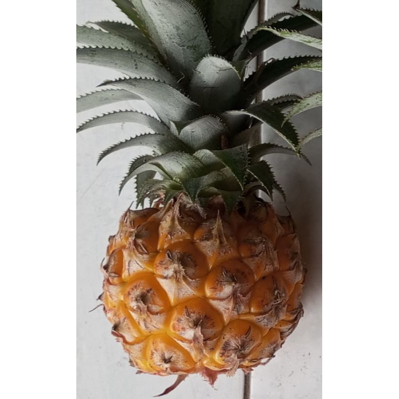

Nanas Madu Belik Pemalang Ukuran C