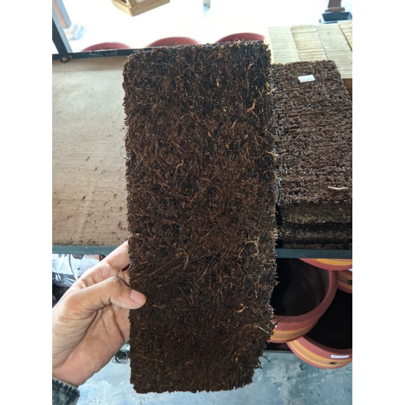 papan pakis (media anggrek tempel)