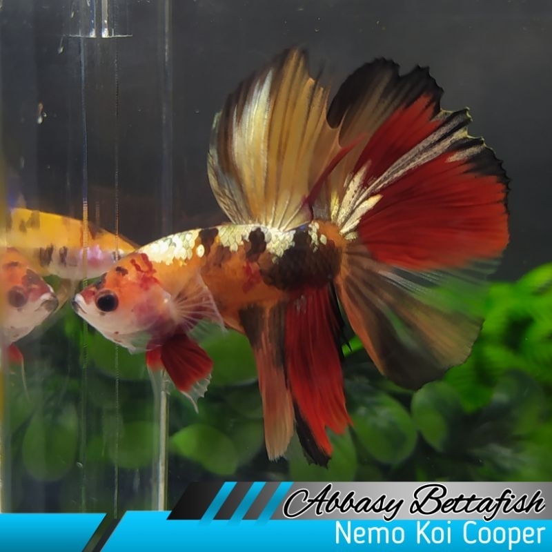 Halfmoon Nemo Koi Cooper Male Real Pictures