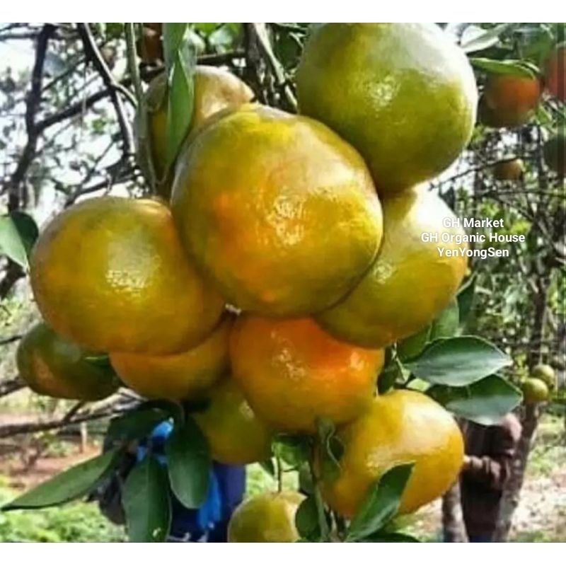 

Jeruk Madu Jumbo Fresh Panen Segar Manis Terlaris