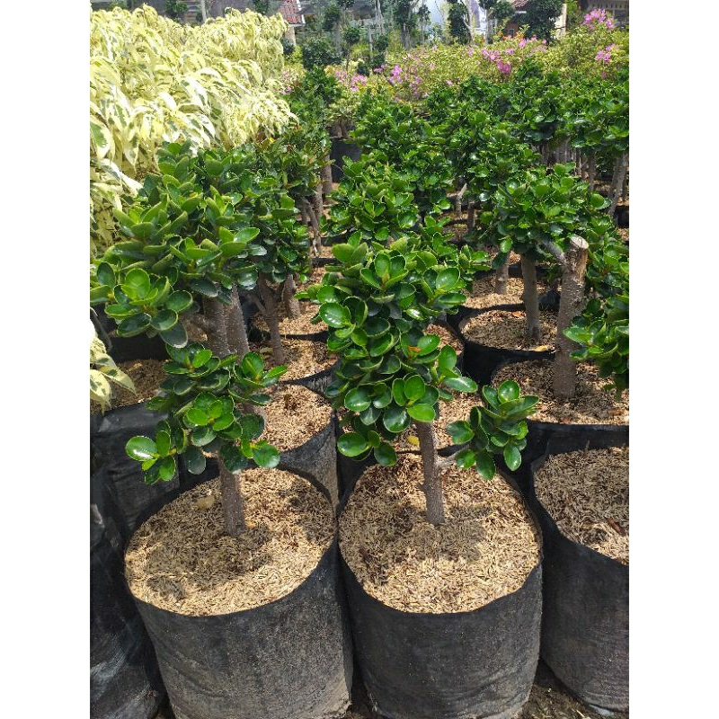 Tanaman Hias Beringin Dolar Micro/Beringin Dolar Mangkok