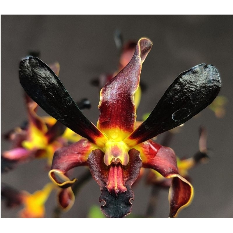 anggrek dendrobium rajajowas