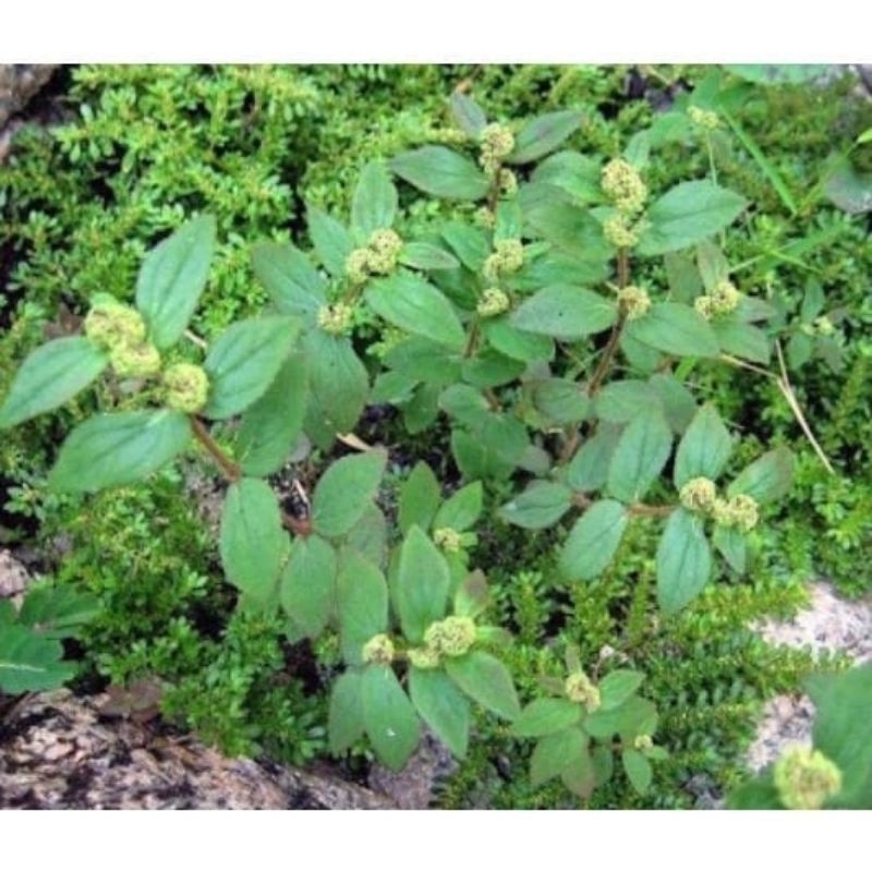 

Daun patikan kebo segar 100gr