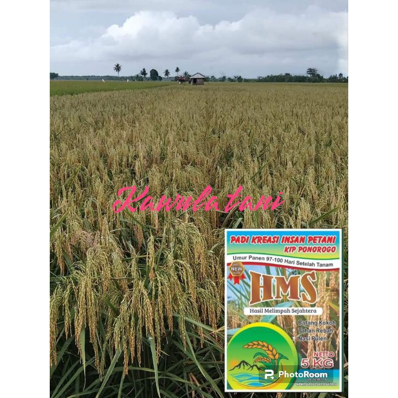BENIH PADI HMS 700 5kg