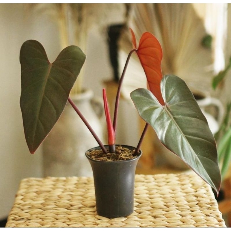 philodendron dark lord-philo dark lord