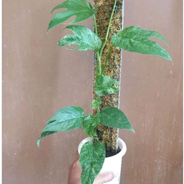 Epipremnum sp mint