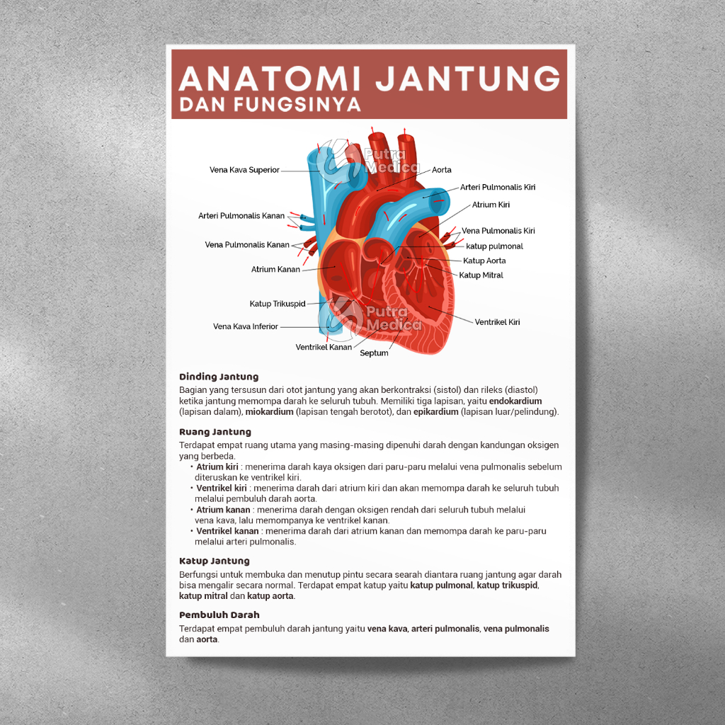 Poster Kesehatan Anatomi Jantung A3+ / Gambar Edukasi / Skema Anatomy Cor Manusia / Organ Tubuh