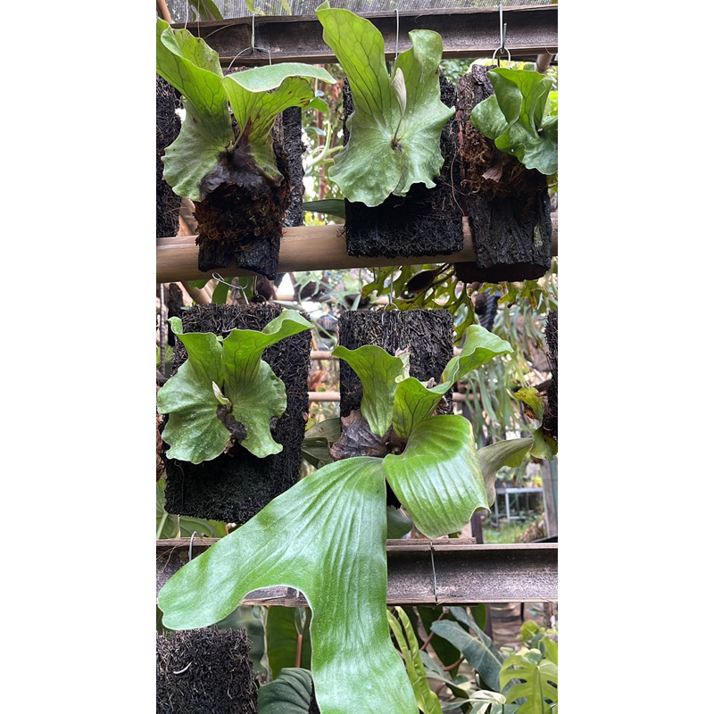 platycerium neptune hybrid elephantotis