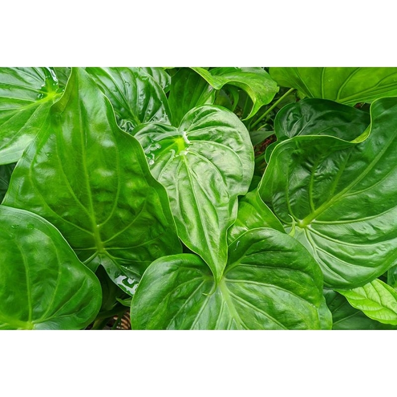 Herbal Umbi keladi tikus / 14 umbi