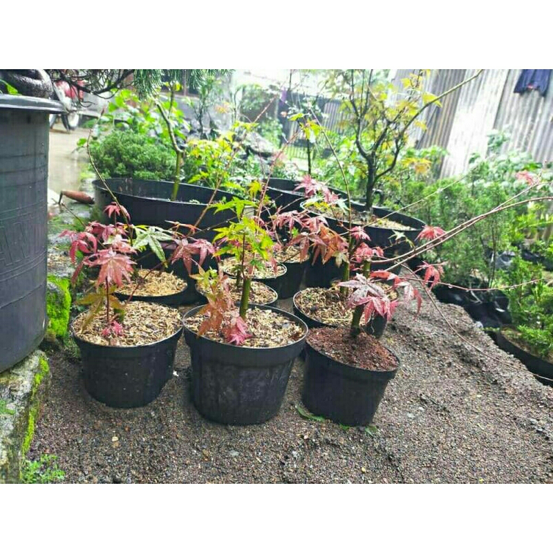 pohon red maple jepang