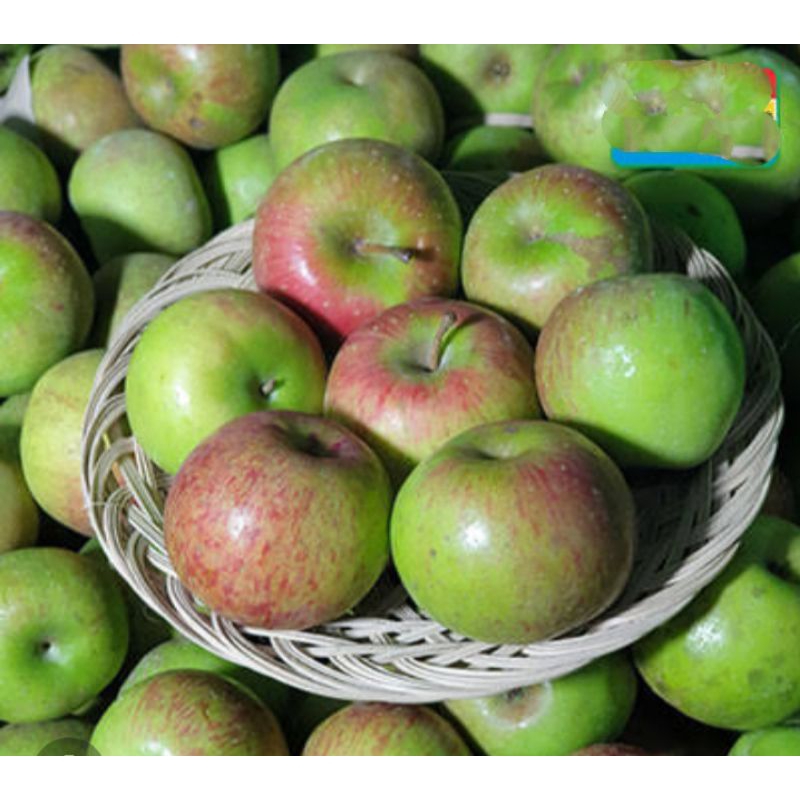

Buah Apel Malang Segar 1 kg