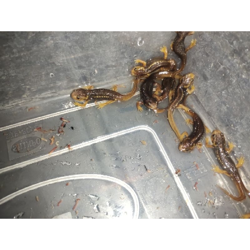 salamander newt / himalayan newt