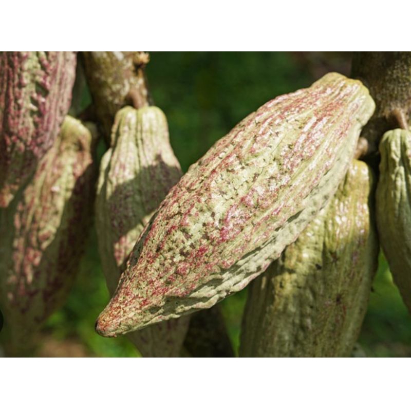 

Buah coklat mentah asli organik ready stok