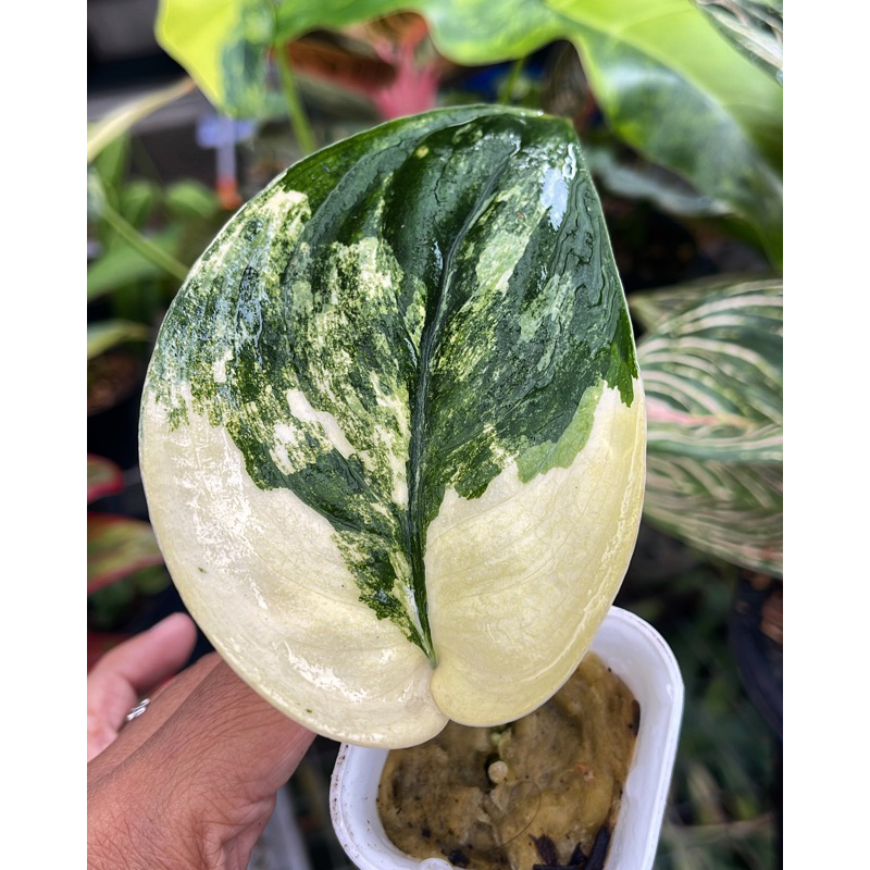 scindapsus jade satin variegata