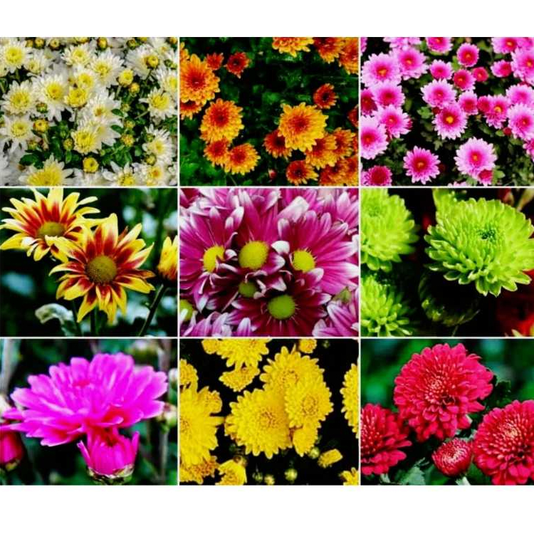 Paket 7 Pohon Krisan Aster Berbunga Cantik, Tanaman Hias Hidup Asli