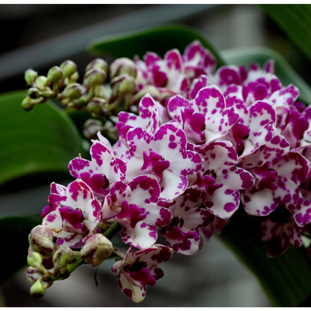 Anggrek Rhynchostylis Gigantea