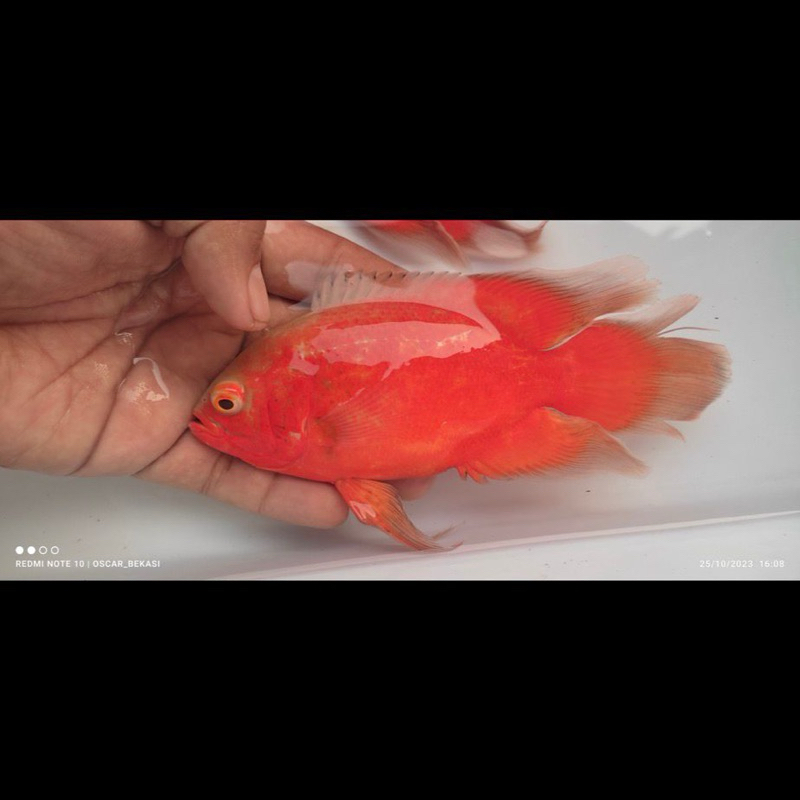 oscar red paris chilli slayer import Thailand 14cm