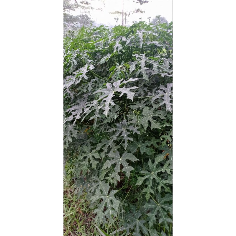 stek pohon pepaya jepang/bibit pepaya jepang/stek pohon pepaya jepang