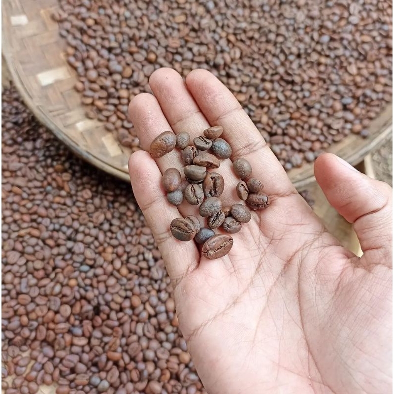 

Biji Kopi Asli Lombok Lokal 100 % Asli Lokal Mentah