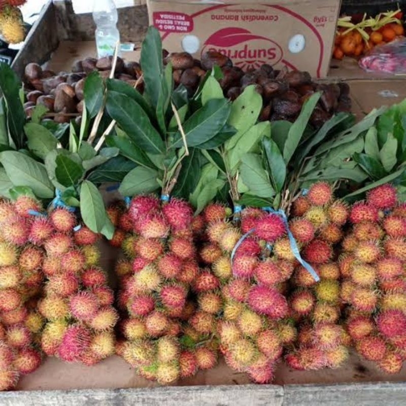 

PROMO!! MURAH BUAH RAMBUTAN ACE PELAT MANIS PER 1 IKAT