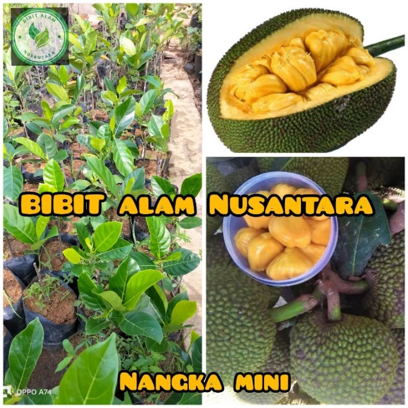 NANGKA MINI OKULASI