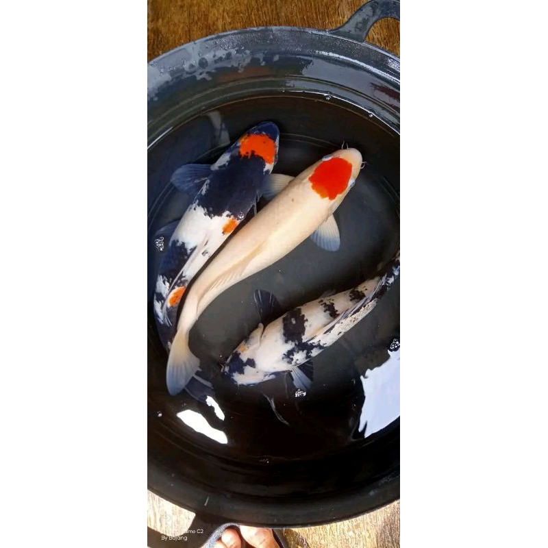 bibit koi tancho, shiro, sanke paket isi 10