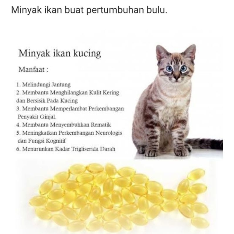 MINYAK IKAN KUCING